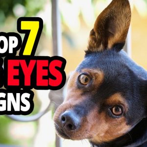 🐕 dog's eyes – top 7 signs your dog sends you with their eyes!