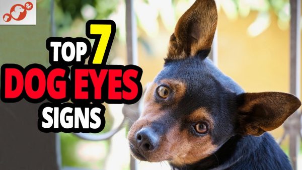 🐕 dog's eyes – top 7 signs your dog sends you with their eyes!