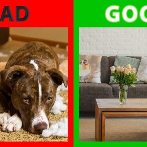 🐕 dog for apartment – top 10 best dog breeds for apartments!