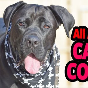 🐕 cane corso – all about cane corso dog breed!