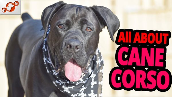 🐕 cane corso – all about cane corso dog breed!