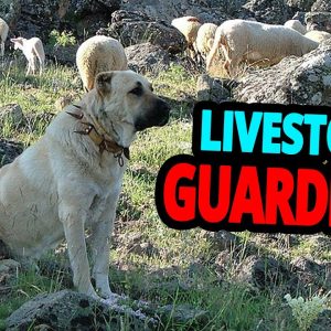 🐕 livestock guardian dogs top 10 best livestock guardian dog breeds!