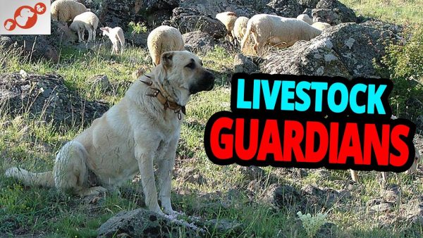 🐕 livestock guardian dogs top 10 best livestock guardian dog breeds!