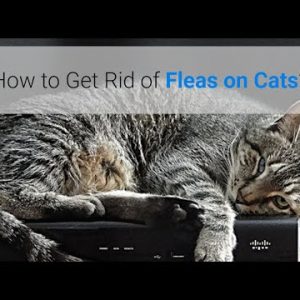 how to get rid of fleas on cats? 5 natural methods