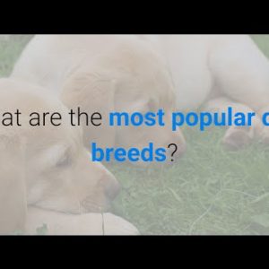 what are the most popular dog breeds? 5 most popular breeds