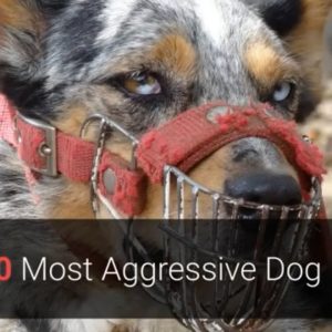 aggressive dogs top 10 most aggressive dog breeds in the world! 🐕