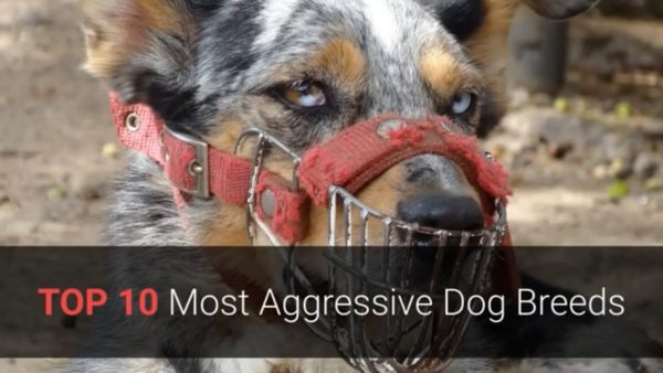 aggressive dogs top 10 most aggressive dog breeds in the world! 🐕