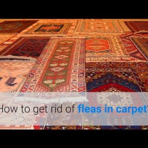 how to get rid of fleas in carpet? 4 methods