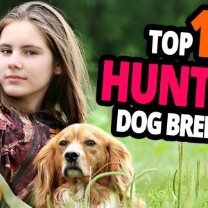 🐕 hunting dogs – top 10 best hunting dog breeds in the world!