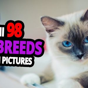 🐈 all cat breeds a z with pictures! (all 98 breeds in the world)