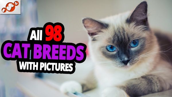 🐈 all cat breeds a z with pictures! (all 98 breeds in the world)