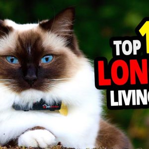 🐈 all cats lifespan top 100 longest living cat breeds! #2