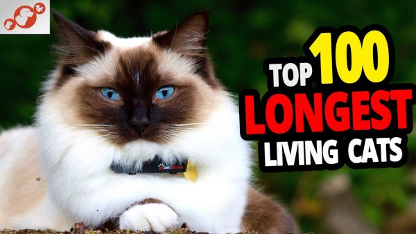 🐈 all cats lifespan top 100 longest living cat breeds! #2