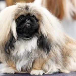 🐕 most beautiful dogs for shows top 10 dog breeds for dog shows!