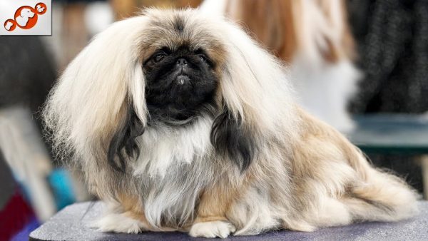 🐕 most beautiful dogs for shows top 10 dog breeds for dog shows!