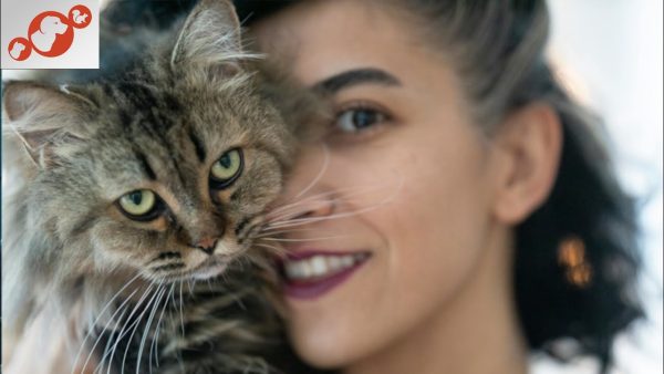 🐈 what does your cat think of you? top 10 ways your cat sees you!