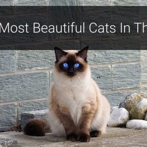 🐈 most beautiful cats – top 10 most beautiful cat breeds in the world 2020!