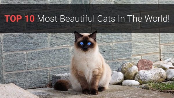 🐈 most beautiful cats – top 10 most beautiful cat breeds in the world 2020!