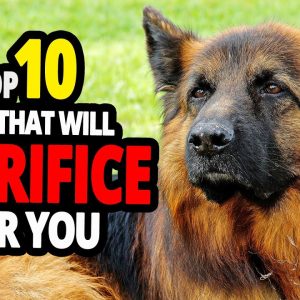 🐕 dogs that will sacrifice for you top 10 dog breeds that will give their life for you!