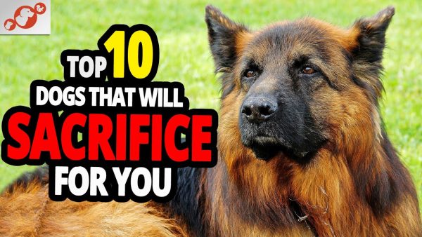 🐕 dogs that will sacrifice for you top 10 dog breeds that will give their life for you!