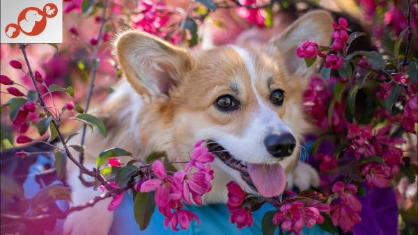 🐕 the most poisonous houseplants for dogs top 10 most toxic houseplants for dogs!