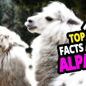 🦙 why alpacas? top 10 facts you didn't know about alpacas!