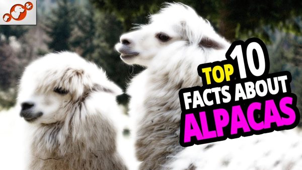 🦙 why alpacas? top 10 facts you didn't know about alpacas!