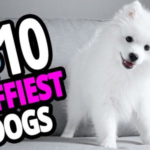 🐕 fluffiest dogs top 10 fluffiest dog breeds in the world!