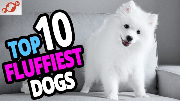 🐕 fluffiest dogs top 10 fluffiest dog breeds in the world!