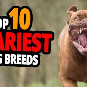 🐕 scary dogs top 10 scariest dog breeds in the world!