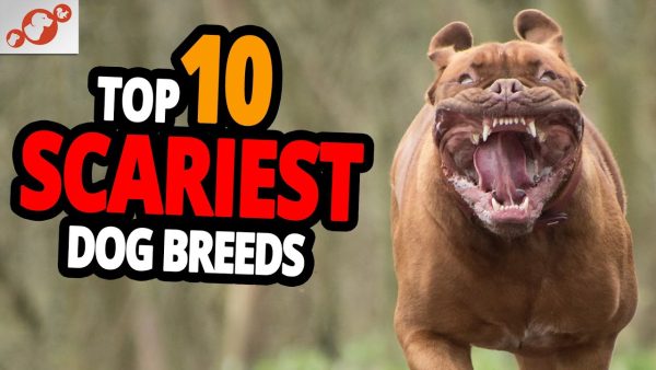 🐕 scary dogs top 10 scariest dog breeds in the world!