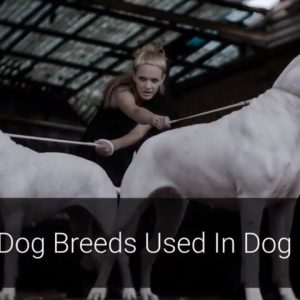 🐕 dog fights – top 10 dog breeds that were used in dog fights!