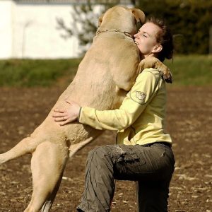 emotional dogs meet owners after a long time ❤️ *try not to cry*