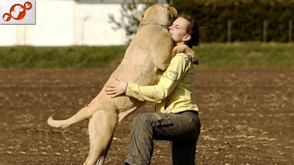 emotional dogs meet owners after a long time ❤️ *try not to cry*