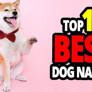 🐕 best dog names top 10 best dog names in the world!