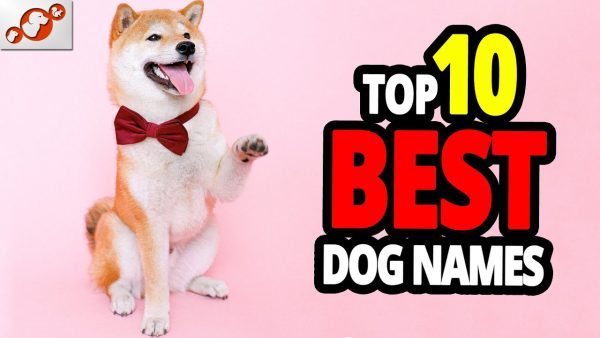 🐕 best dog names top 10 best dog names in the world!