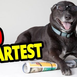 🐕 smartest dogs top 10 smartest dog breeds in the world!