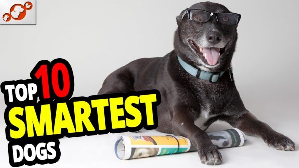 🐕 smartest dogs top 10 smartest dog breeds in the world!