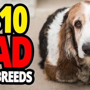 🐕 saddest dogs top 10 dog breeds with the saddest eyes in the world!