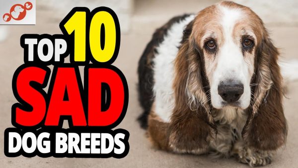 🐕 saddest dogs top 10 dog breeds with the saddest eyes in the world!