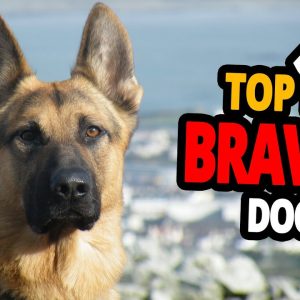 🐕 bravest dogs top 10 bravest dog breeds in the world!