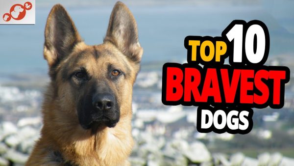 🐕 bravest dogs top 10 bravest dog breeds in the world!