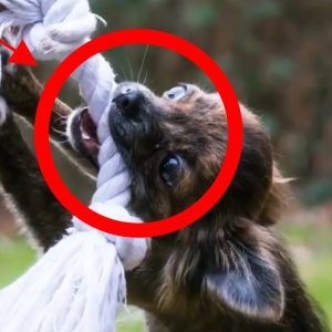 how to handle dog aggression? 3 handling tips