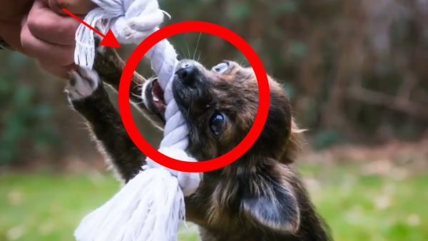 how to handle dog aggression? 3 handling tips