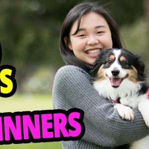 🐕 best dogs for beginners – top 10 best dog breeds for first time owners!