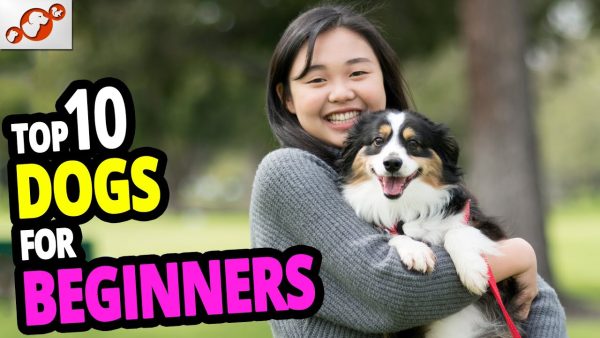 🐕 best dogs for beginners – top 10 best dog breeds for first time owners!