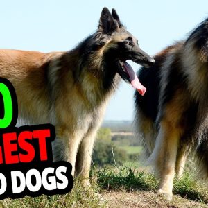 🐕 biggest guard dogs top 10 biggest guard dogs in the world!