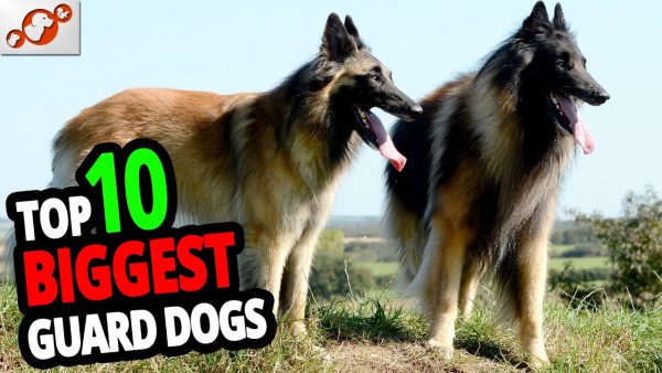 🐕 biggest guard dogs top 10 biggest guard dogs in the world!