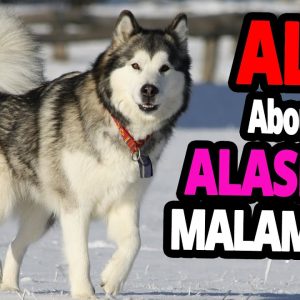 🐕 the alaskan malamute dog – all about alaskan malamutes!