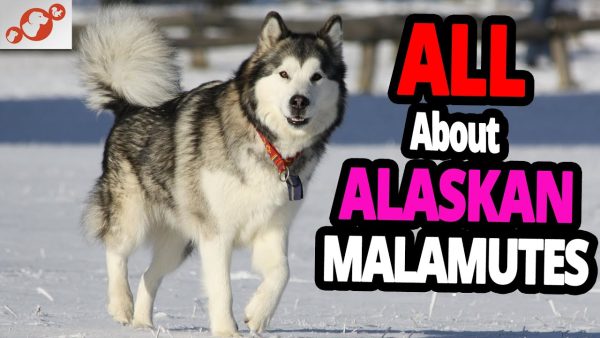 🐕 the alaskan malamute dog – all about alaskan malamutes!